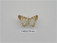 藏品(尺蛾328)的圖片